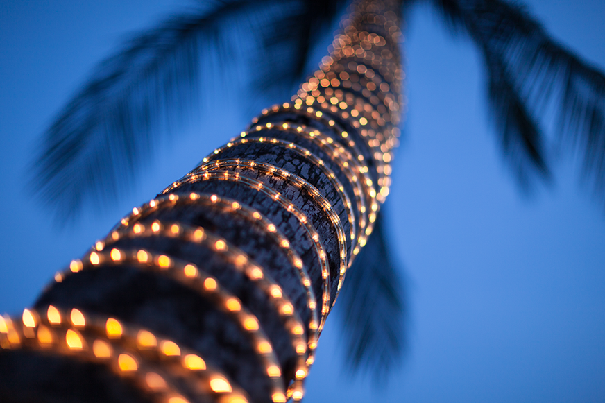 a palm tree wrapped with lights