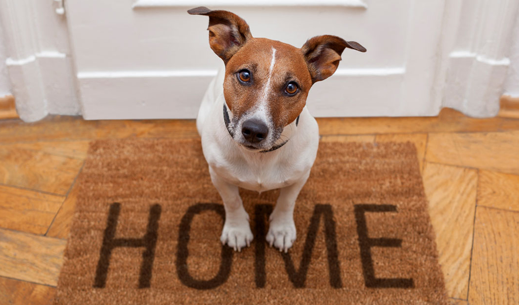 a dog sits on a door mat that says: "home"
