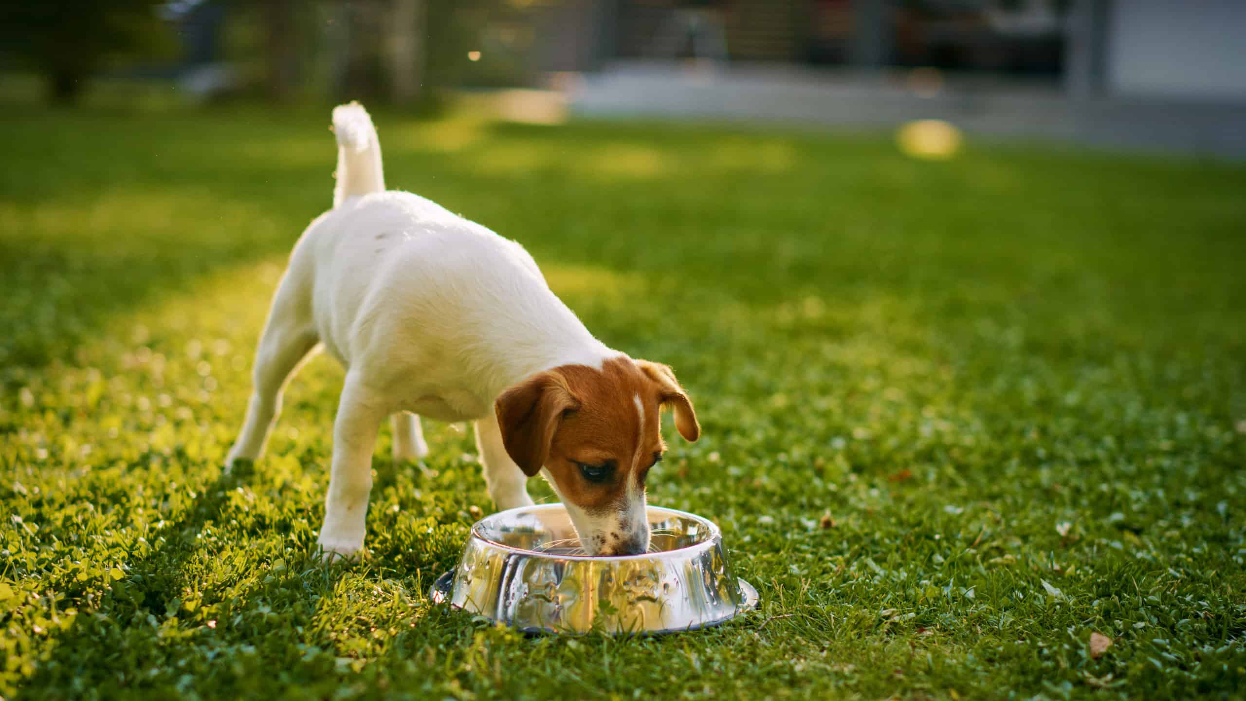 cute pedigree smooth fox terrier dog drinks water out of his outdoors bowl with green grass on ground