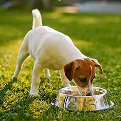 cute pedigree smooth fox terrier dog drinks water out of his outdoors bowl