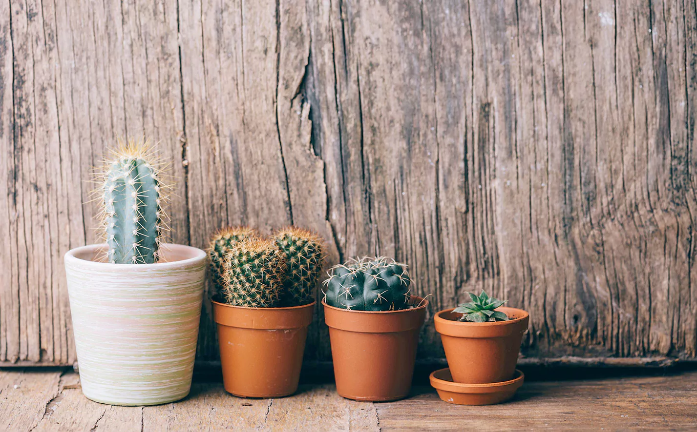 Flower cactus and succulent houseplant in pot on wooden table