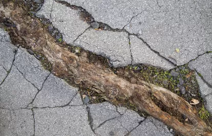 tree root breaking through sidewalk