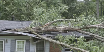 tree branch through house roof